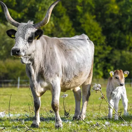 Erdospuszta Club Fenyves מלון דברצן
