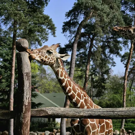 Erdospuszta Club Fenyves ホテル 4*